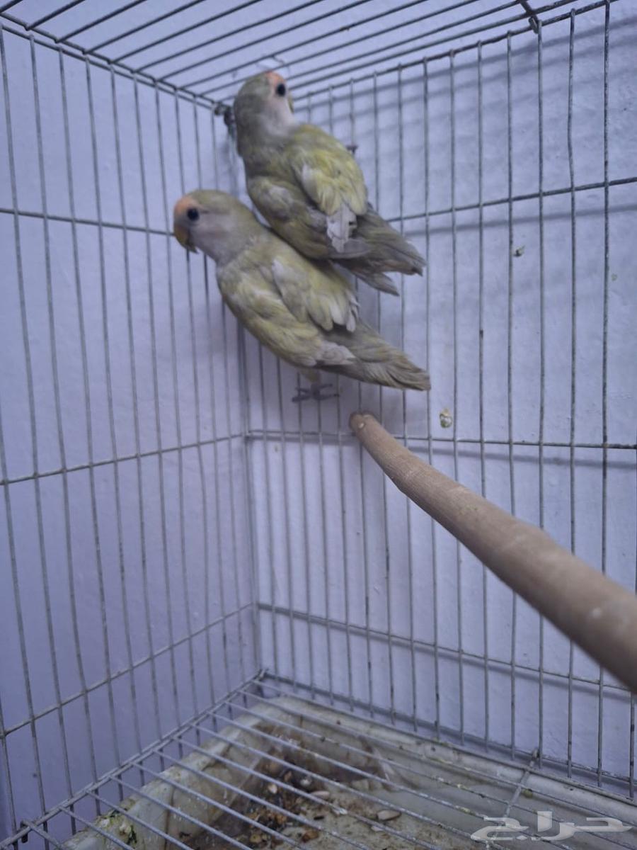 جوز روز منتج63678205781507114