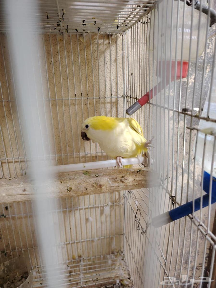 Quaker bird63679919404547111