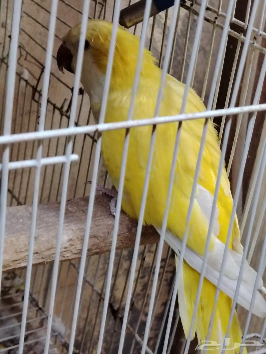Quaker bird63679919404547110
