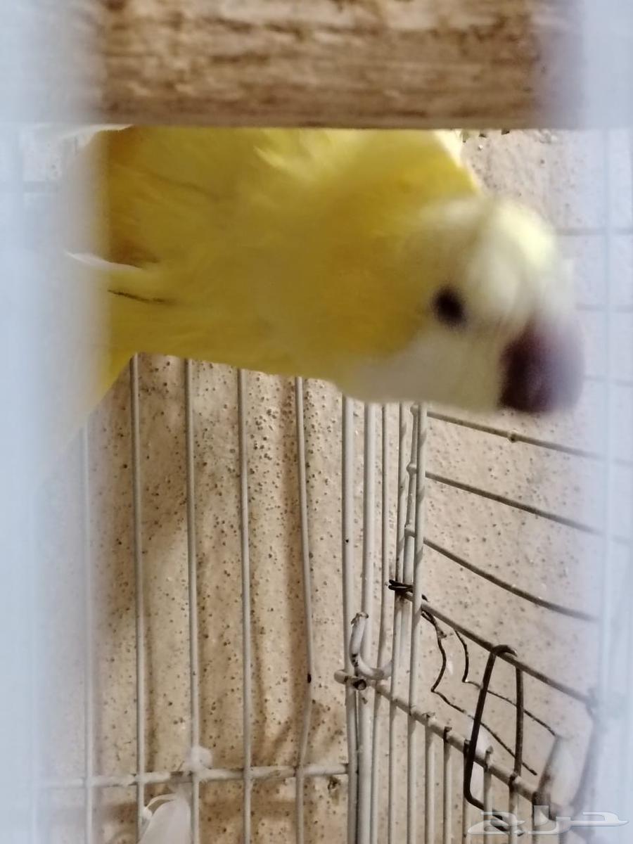 Quaker bird63679919404547113