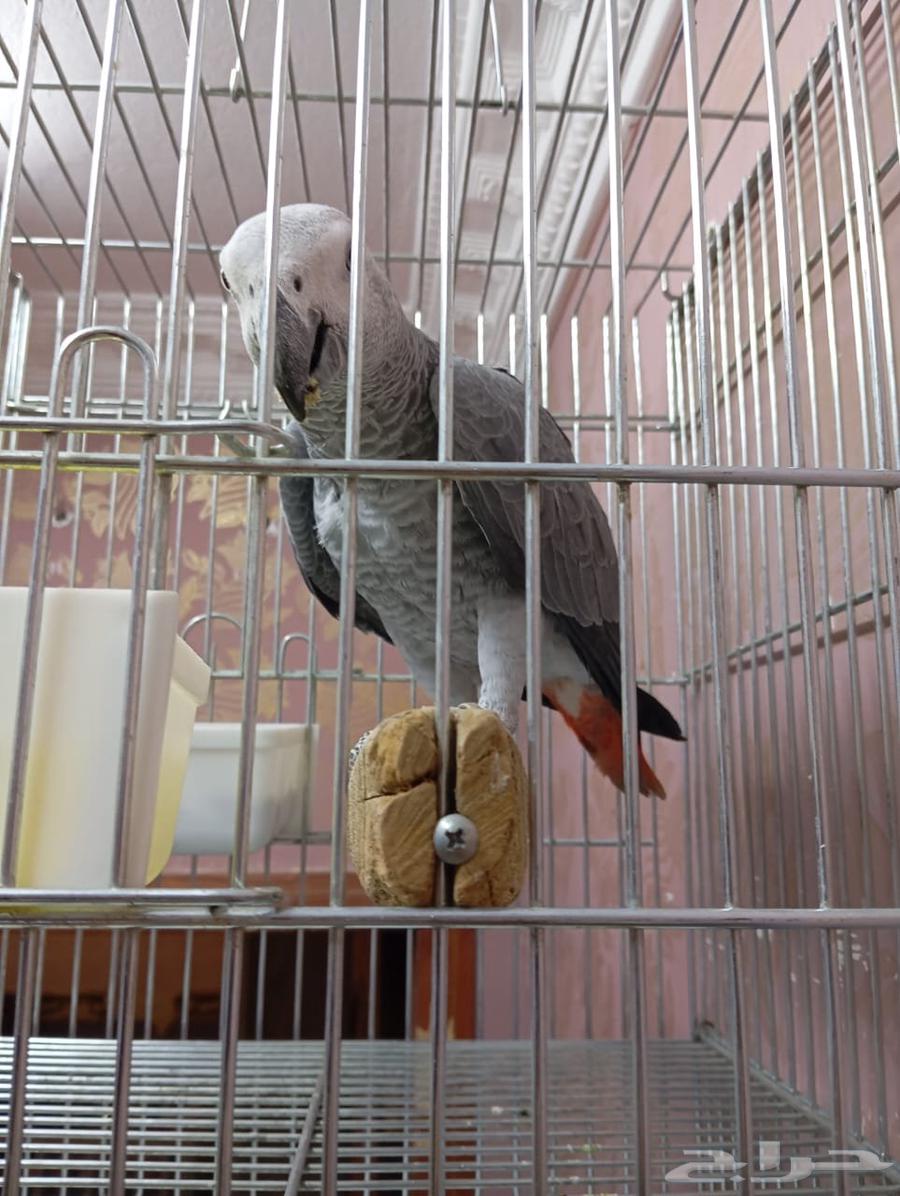 Cockatoo, affectionate, talkative, and intelligent bird ((Sold))63678027764225112