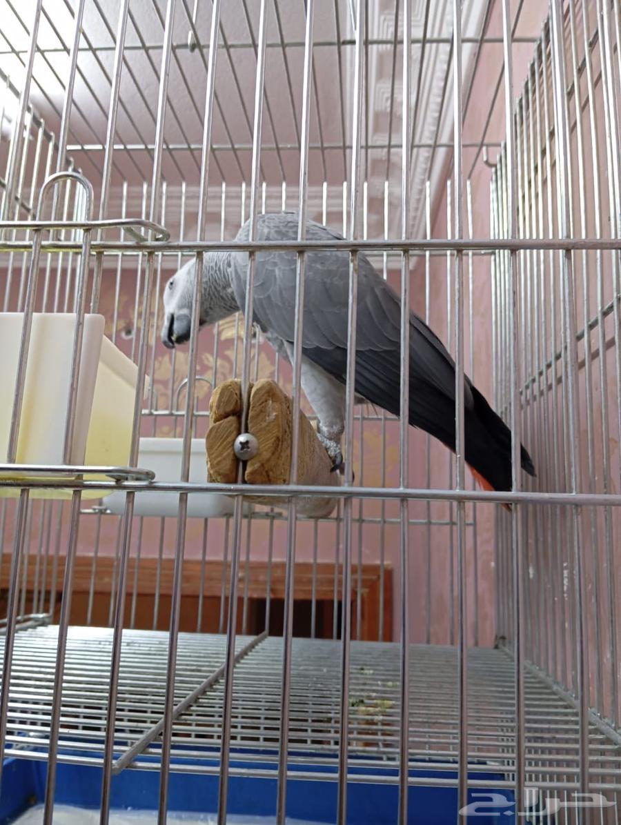 Cockatoo, affectionate, talkative, and intelligent bird ((Sold))63678027764225113
