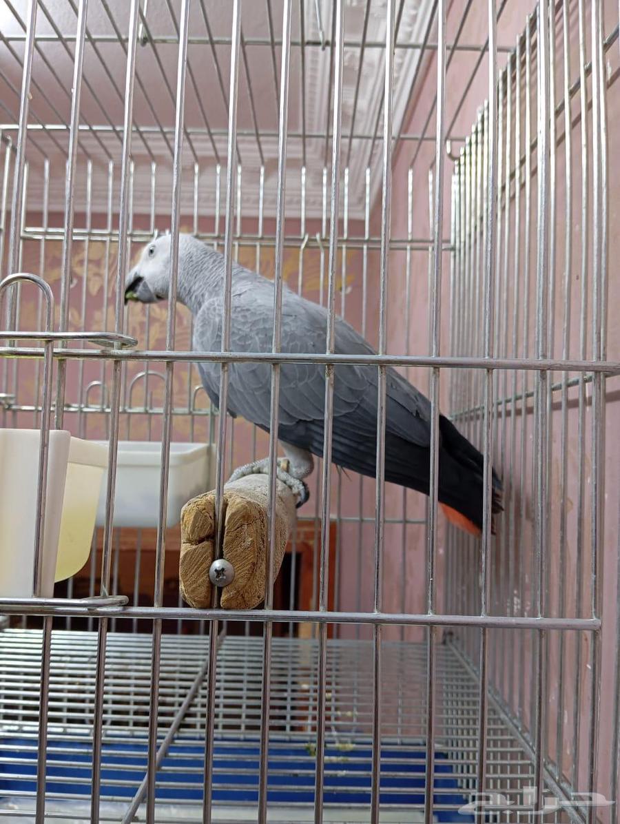Cockatoo, affectionate, talkative, and intelligent bird ((Sold))63678027764225110