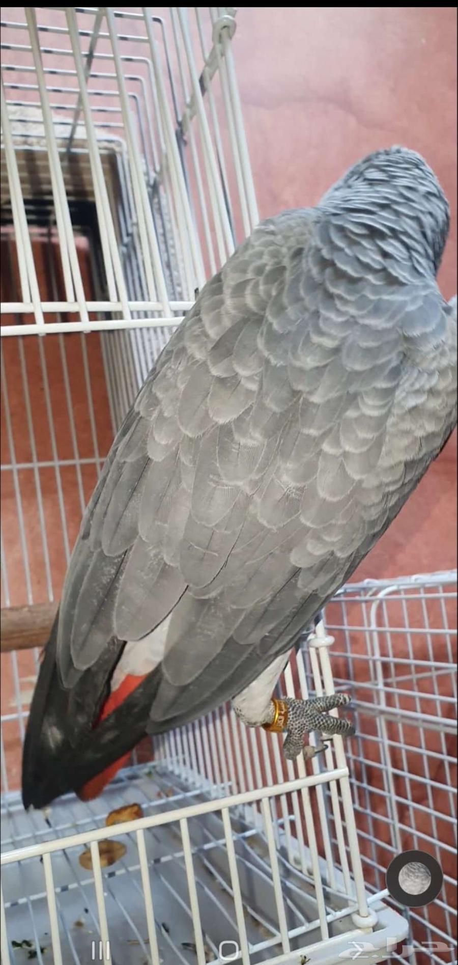 Farooq Kasko63398441707649114