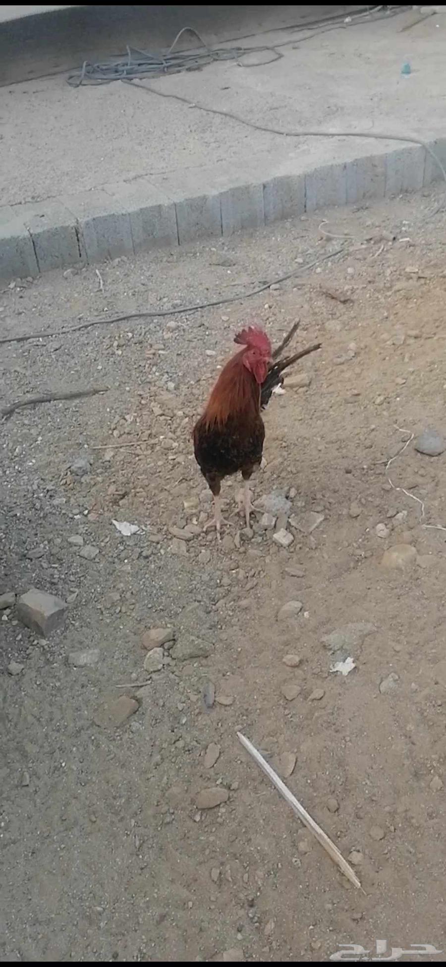 دجاج للبيع63398436448386113