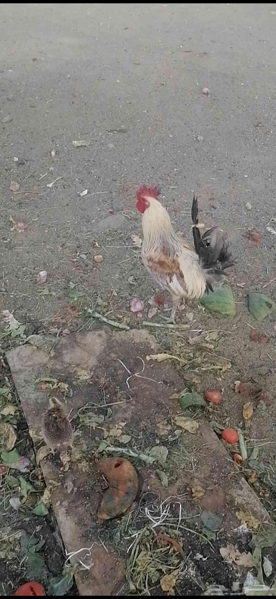 دجاج للبيع63398436448386111