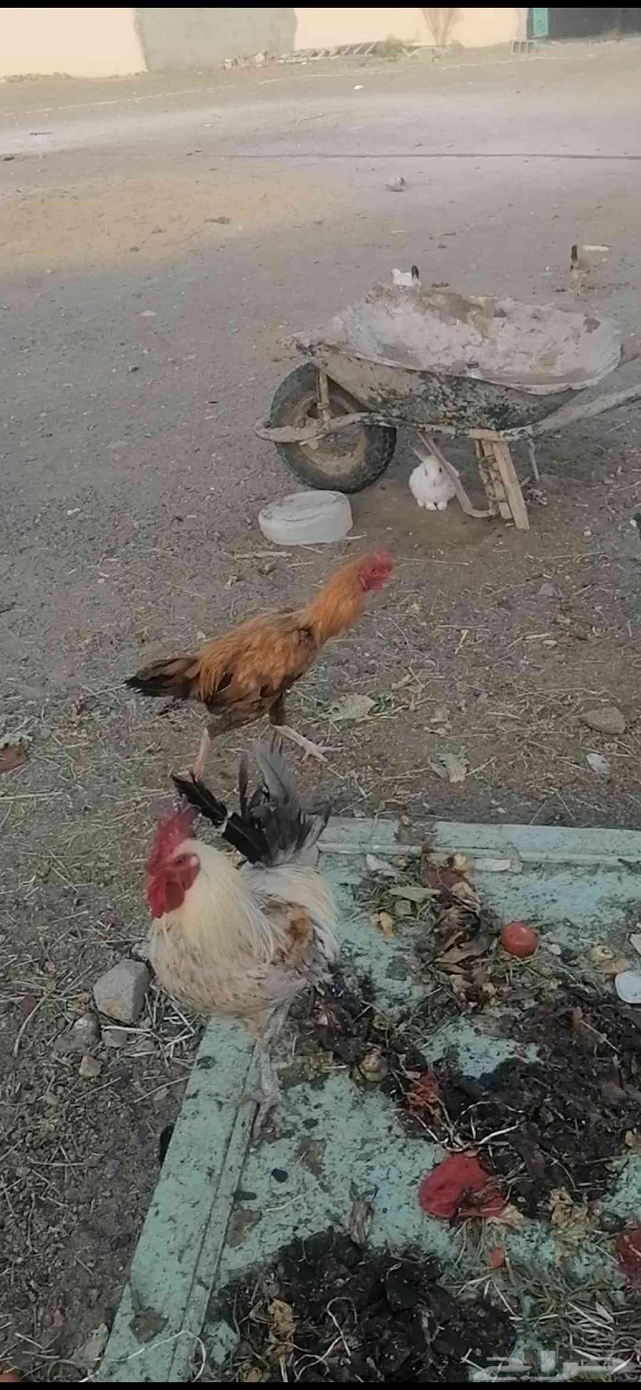 دجاج للبيع63398436448386112