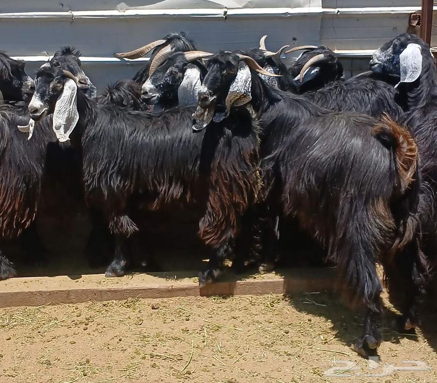 Showed a goat exhibiting symptoms of the number 11 stallion Dafee63328440119683111