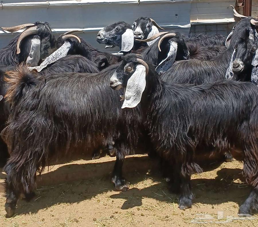 Showed a goat exhibiting symptoms of the number 11 stallion Dafee63328440119683112