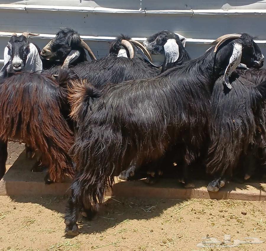 Showed a goat exhibiting symptoms of the number 11 stallion Dafee63328440119683114
