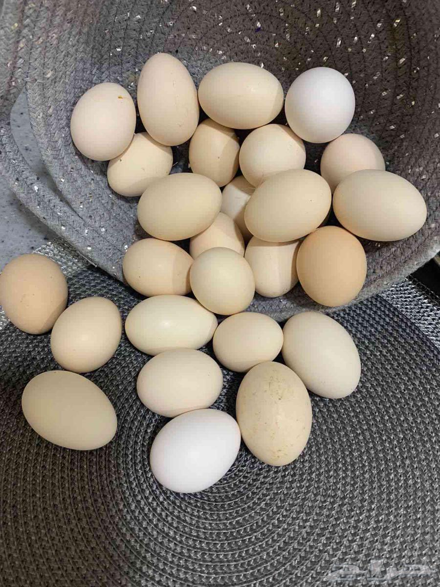 بيض دجاج بلدي63327309577475112