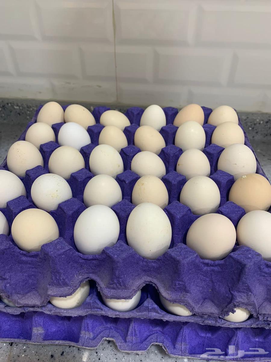 بيض دجاج بلدي63327309577475113