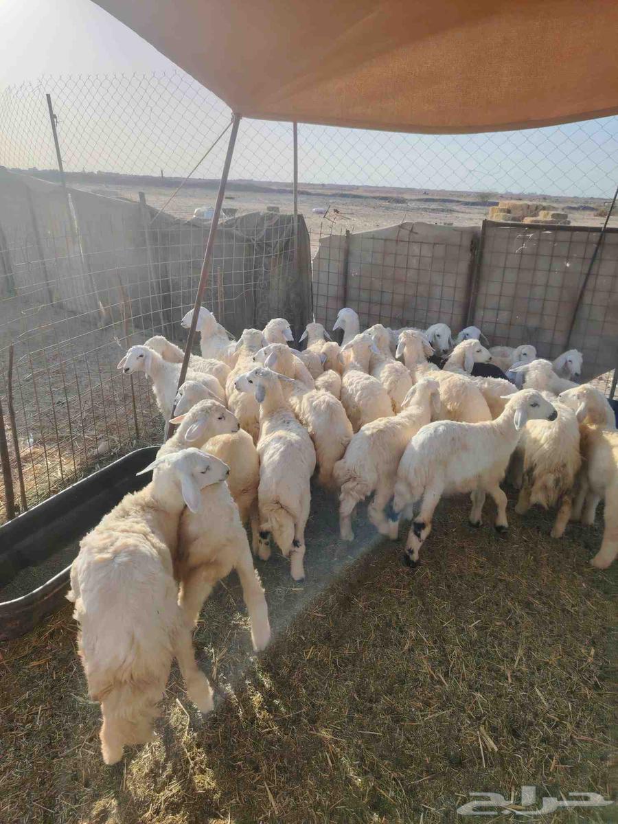 Hello, I am selling 12 cows and 17 camels for auction.63005346023041112