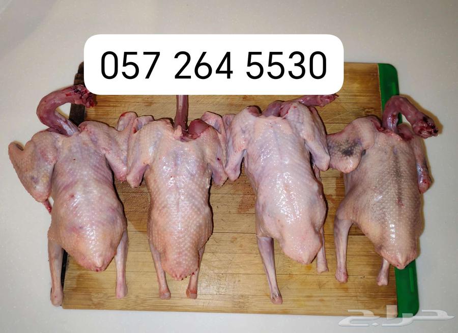 Pigeon chicken630140601492501118