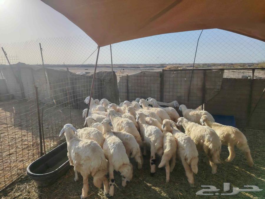 Hello, I am selling 12 cows and 17 camels for auction.63005346023041113