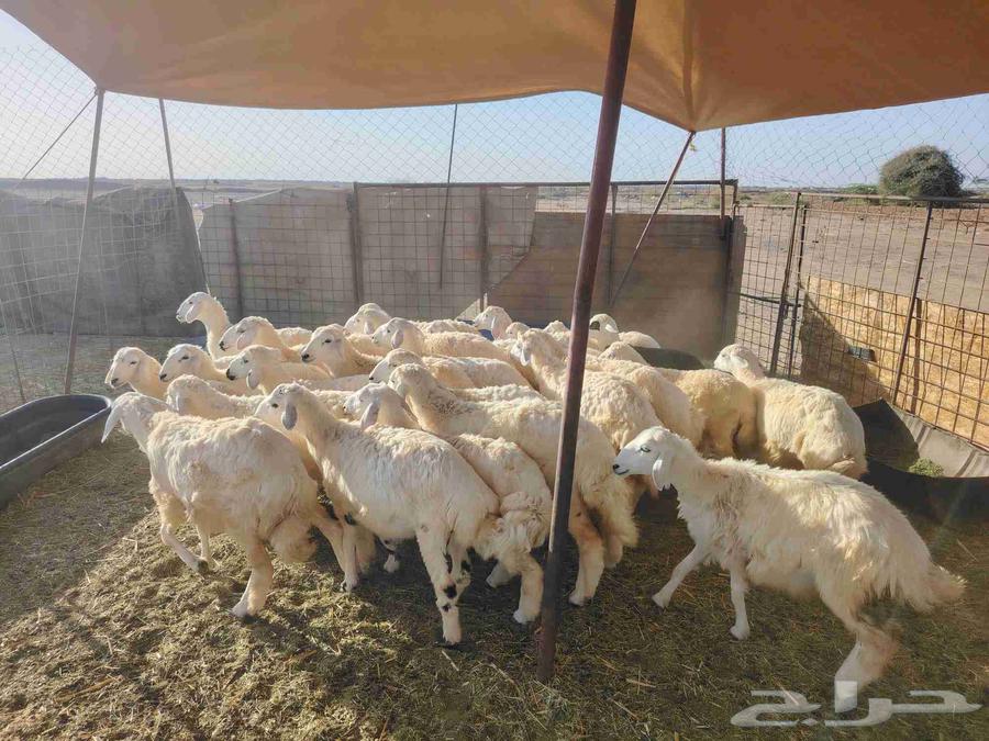 Hello, I am selling 12 cows and 17 camels for auction.63005346023041111