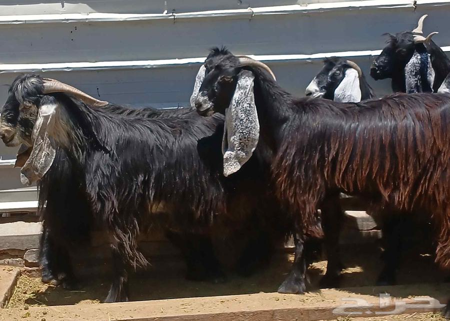 Showed a goat exhibiting symptoms of the number 11 stallion Dafee63328440119683113