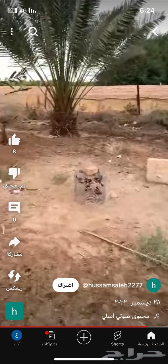 مصيده للعصافير63398432782722112
