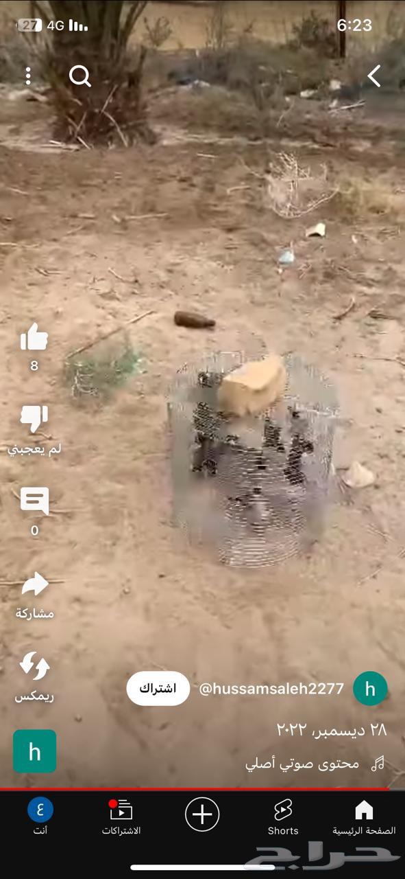 مصيده للعصافير63398432782722111