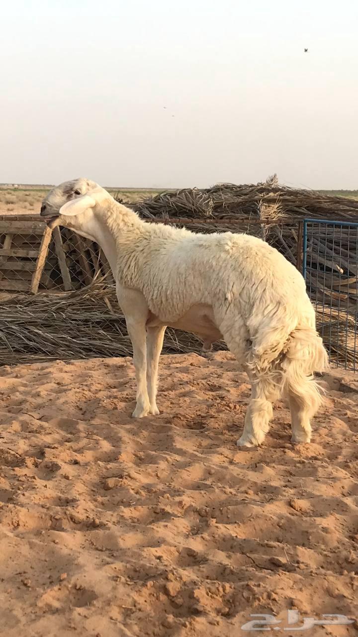مشروع فحل حري تم البيع63379883192067112