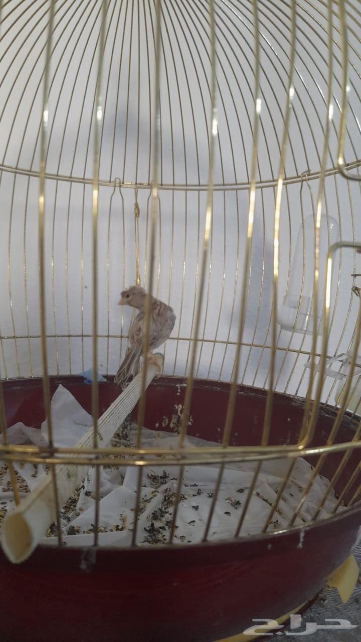 Syrian canary for sale, five pieces with cage63328037966595111