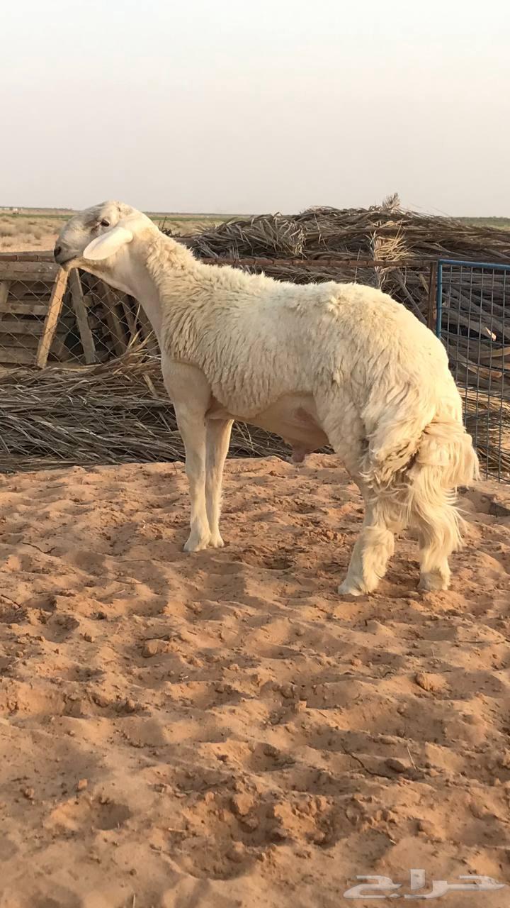 مشروع فحل حري تم البيع63379883192067111
