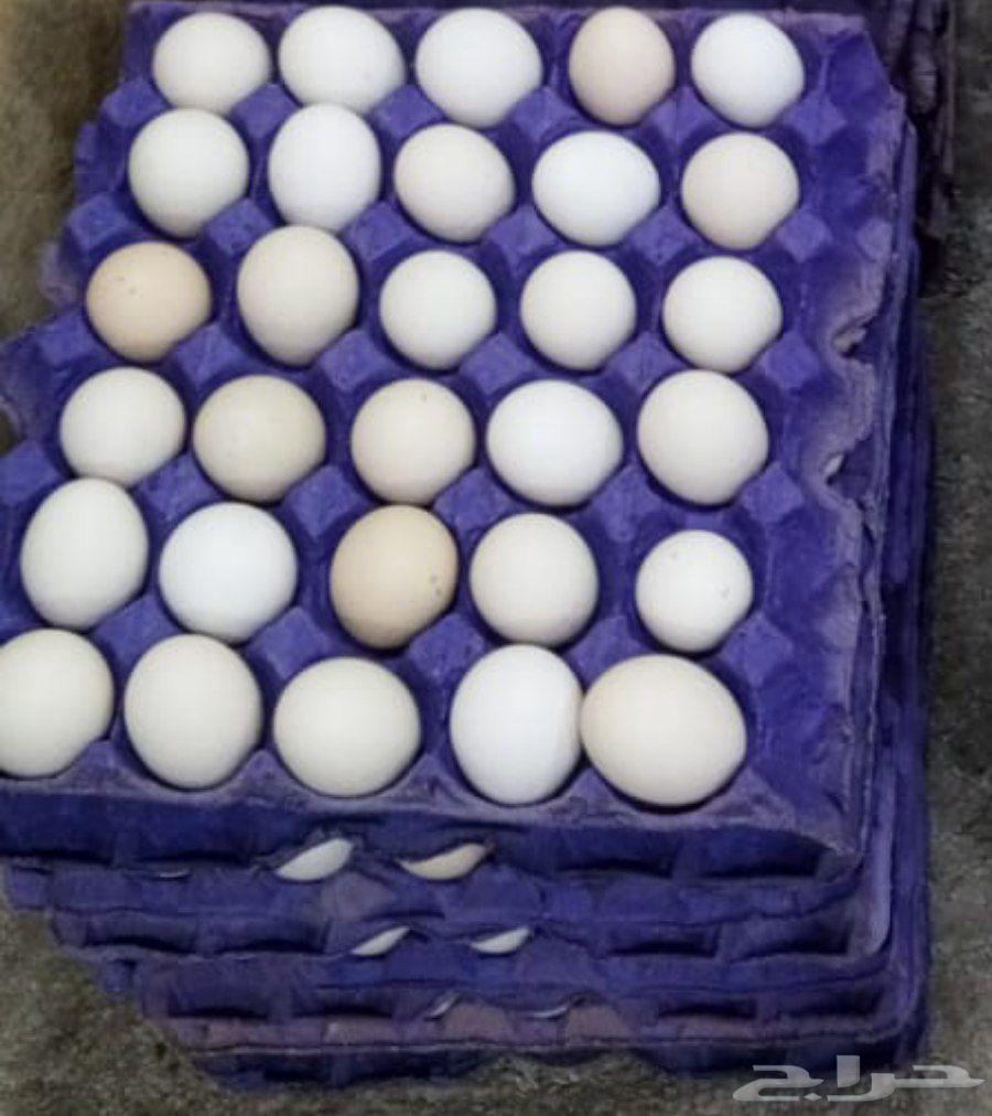 بيض دجاج بلدي633273095774751117