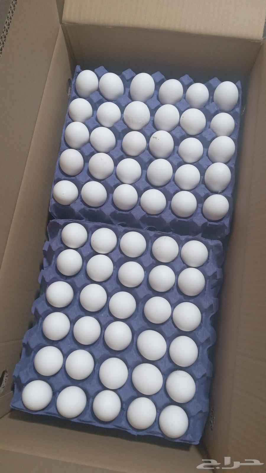 Fertile 308 Rosslau hatching eggs, first sorting63022913026433113
