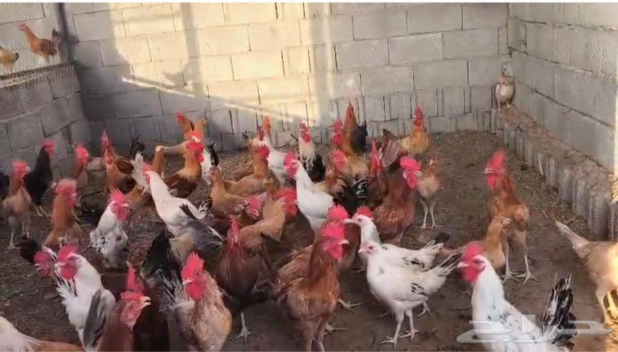 دجاج للبيع جملة63699415483011110