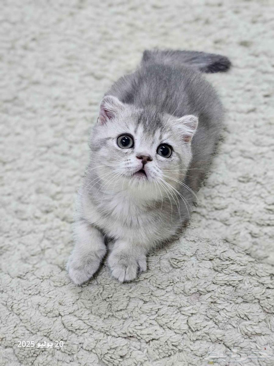 Scottish Fold Kitten (Sold)63699315457410110