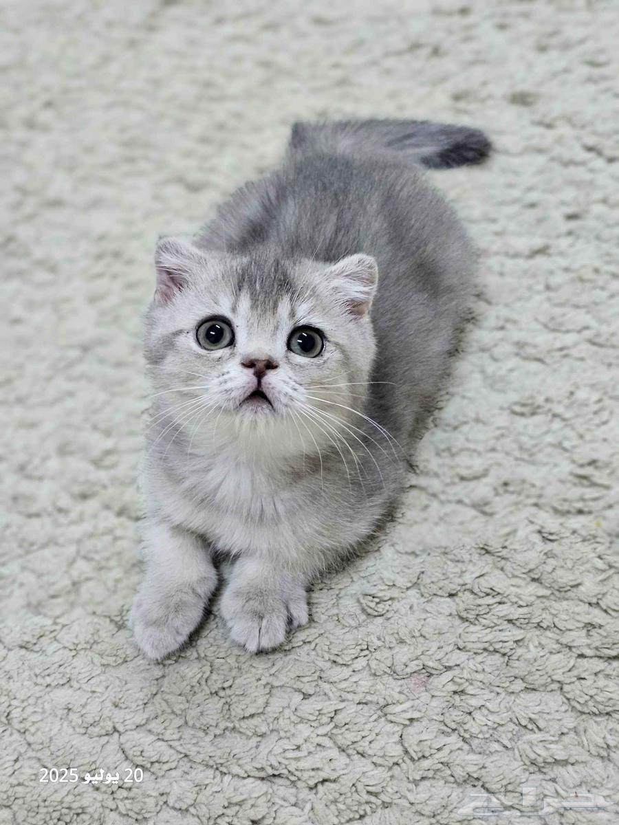 Scottish Fold Kitten (Sold)63699315457410112