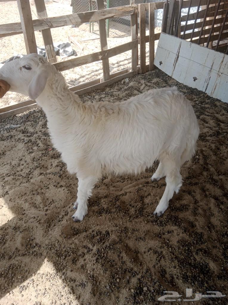 خروف حري طيب للبيع63699318110081114