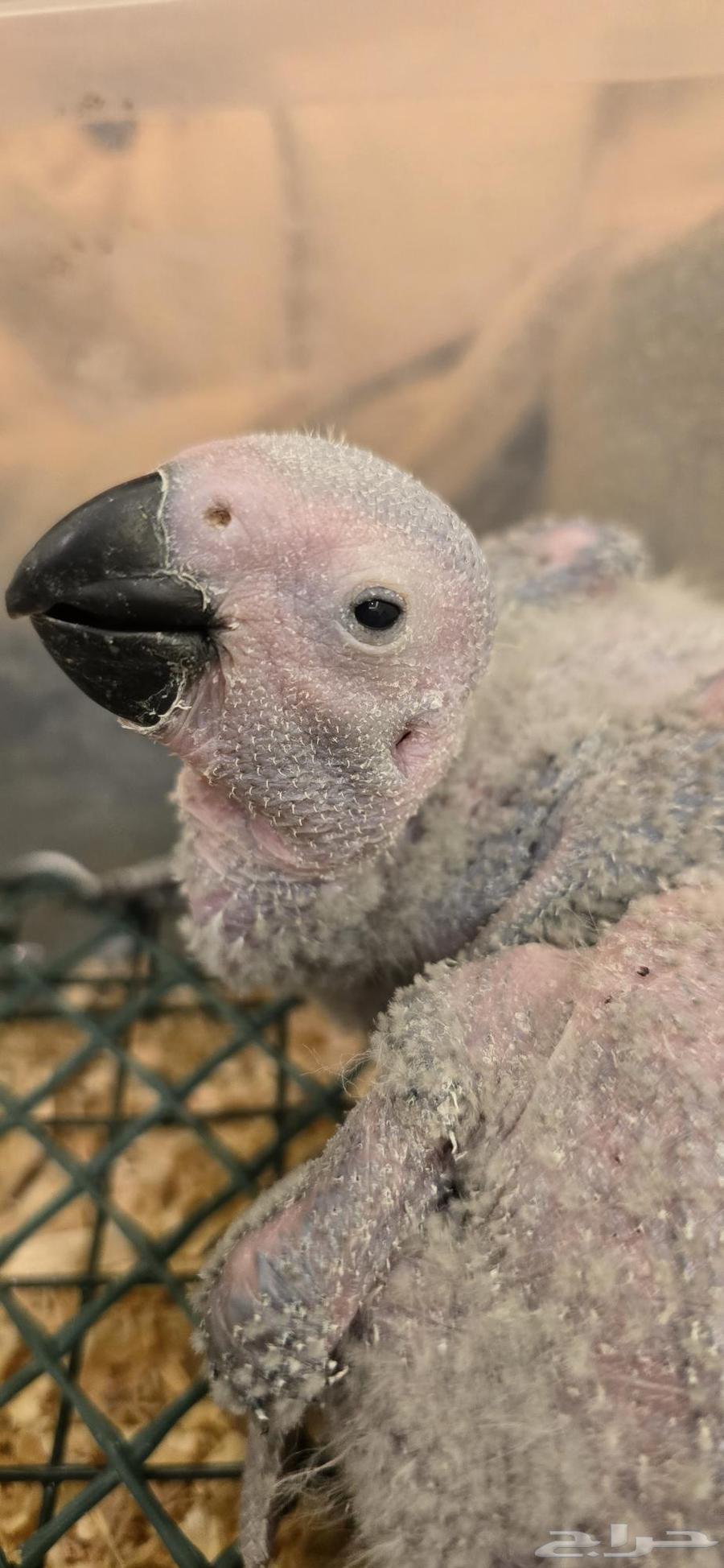 Kasco Kongo Chickens, Locally Produced, Sold Out63699526871299110