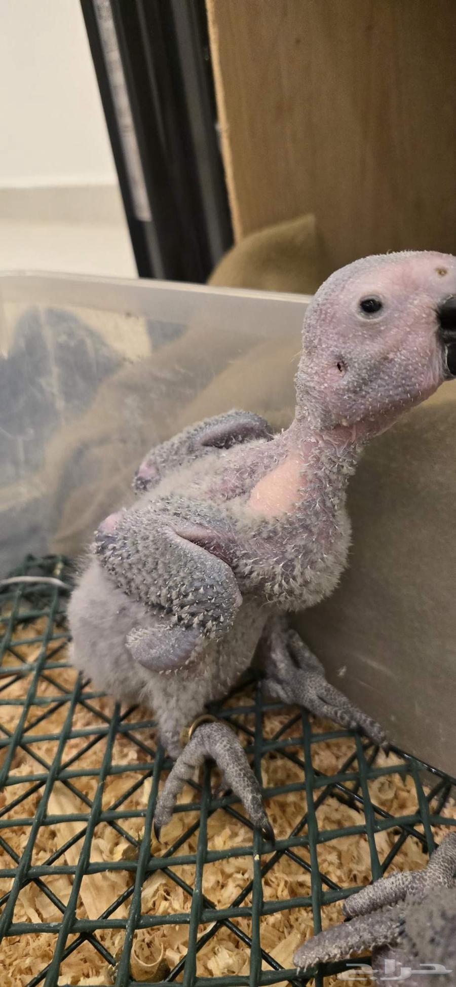 Kasco Kongo Chickens, Locally Produced, Sold Out63699526871299111