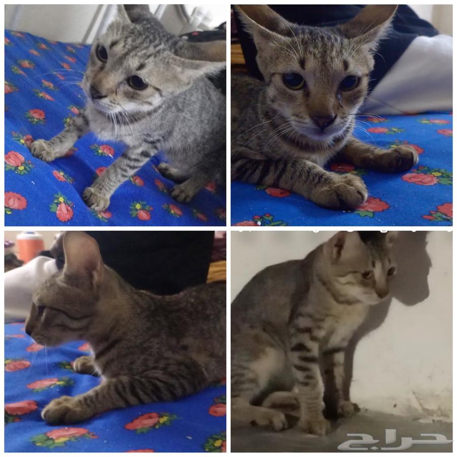 4 قطط بلديه لاكن لطيفه63703502038019112