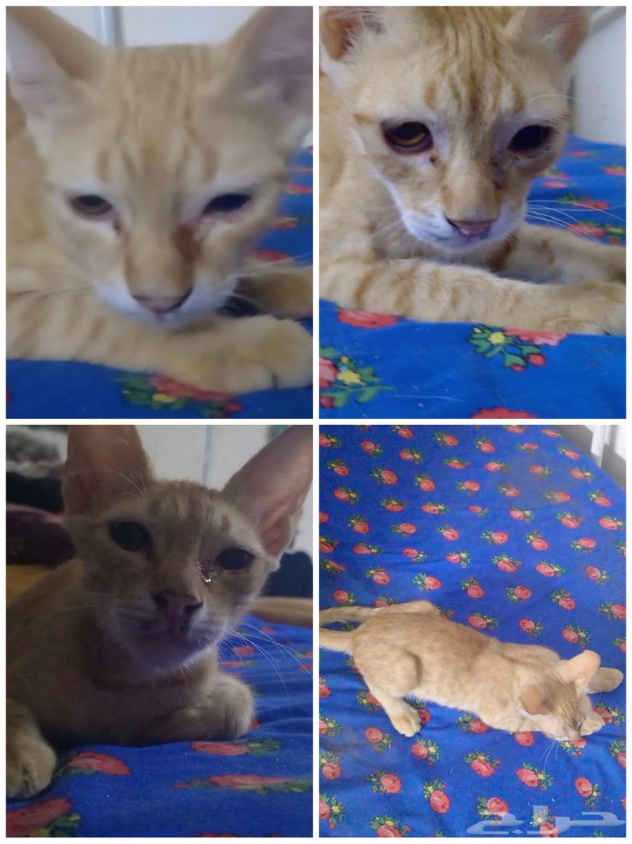 4 قطط بلديه لاكن لطيفه63703502038019110