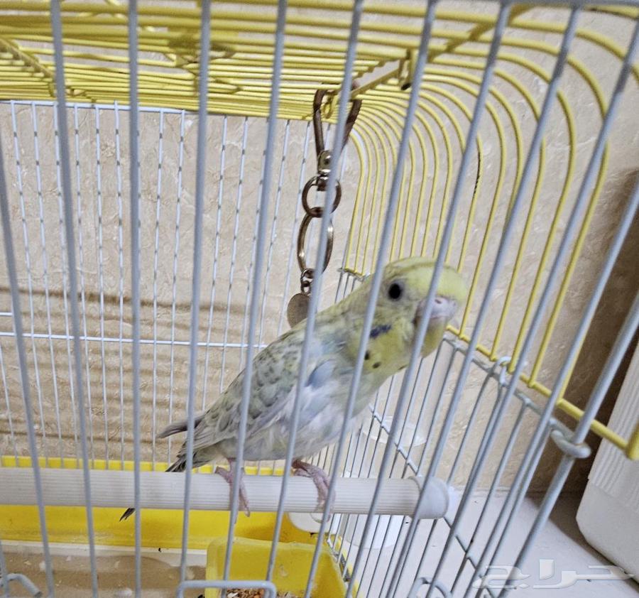 للبيع طير الحب واحد مع القفص63701222934786110