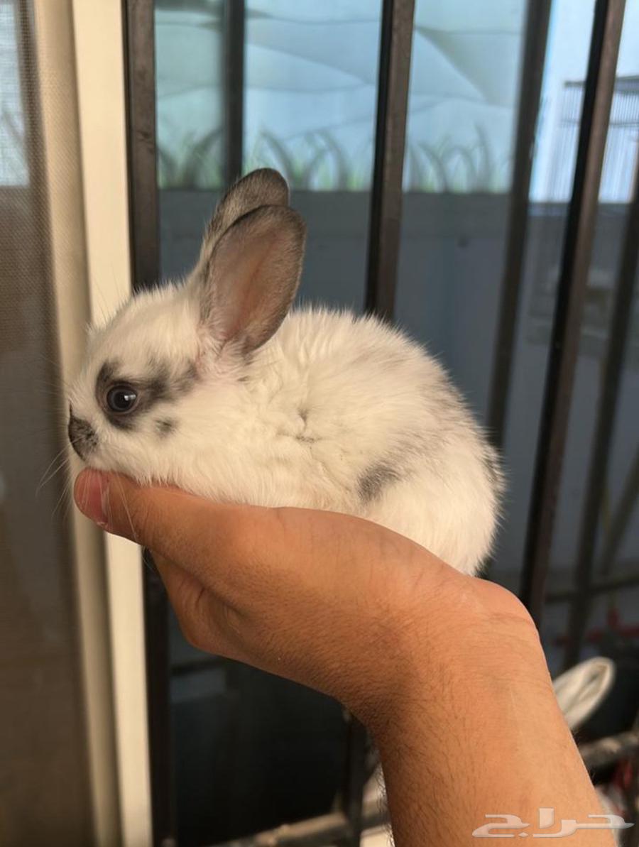 Dwarf rabbit63699627432578110