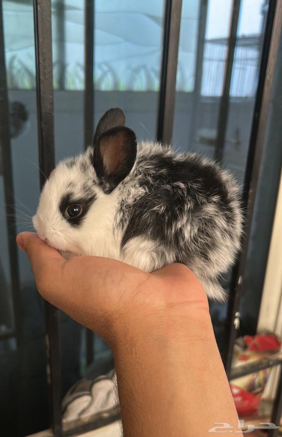 Dwarf rabbit63699627432578111