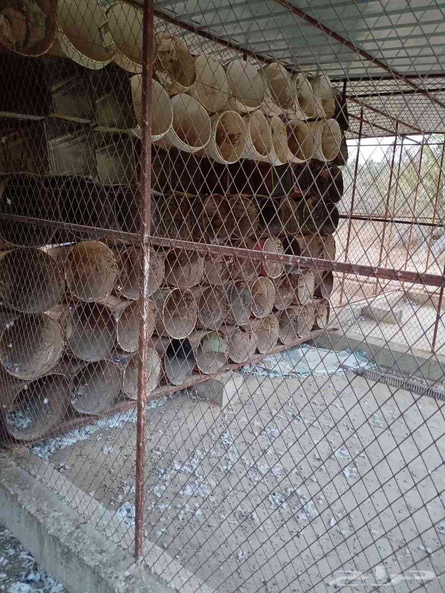 صطول بويه العدد تقريبا 30063702791140866112