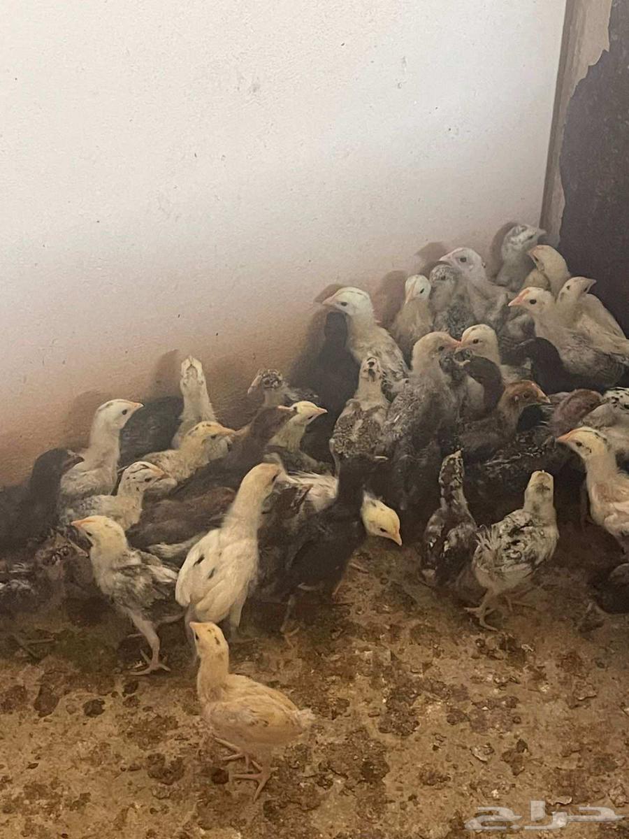صوص بلدي للبيع63699632921859112