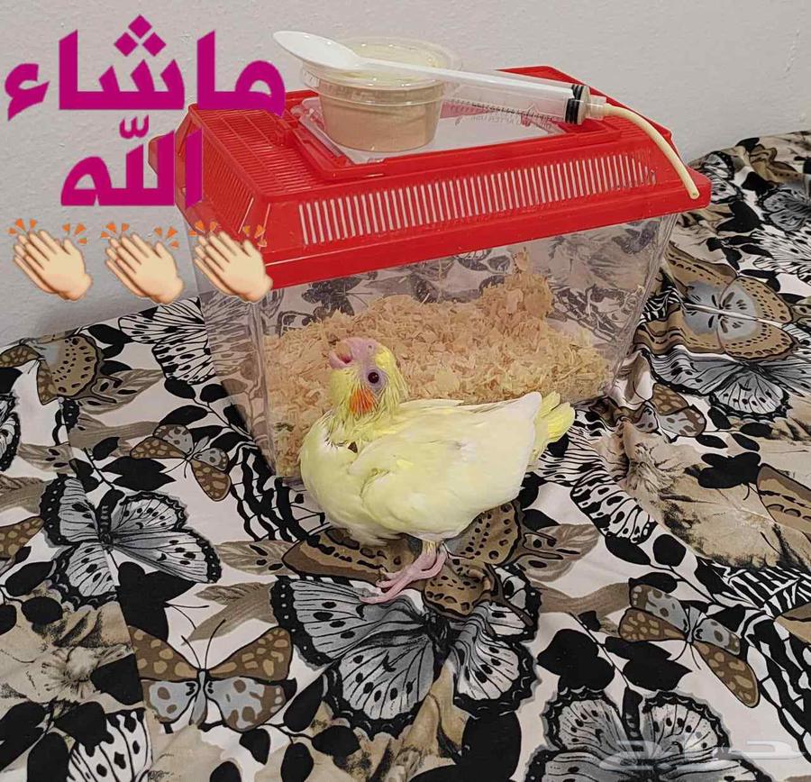 فرخ طير كروان كوكتيل لاتينو63703068810113110