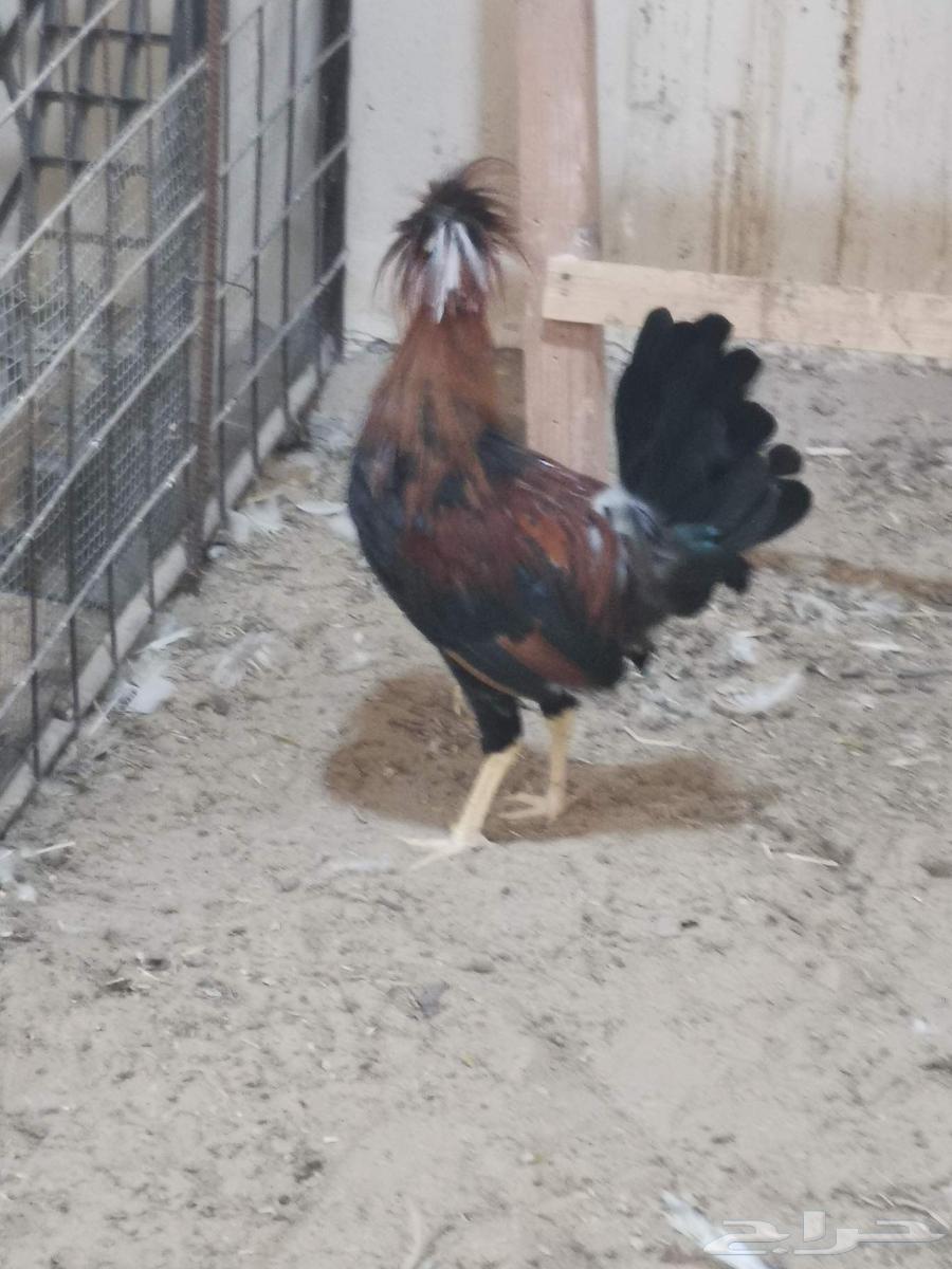 ديك بولش للبيع63699625926275112