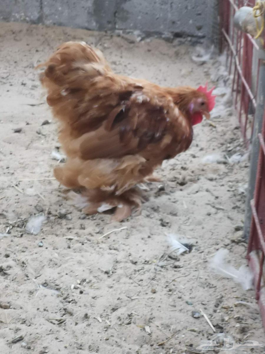 ديك كوشن قزمي اورنج للبيع63703064812291111