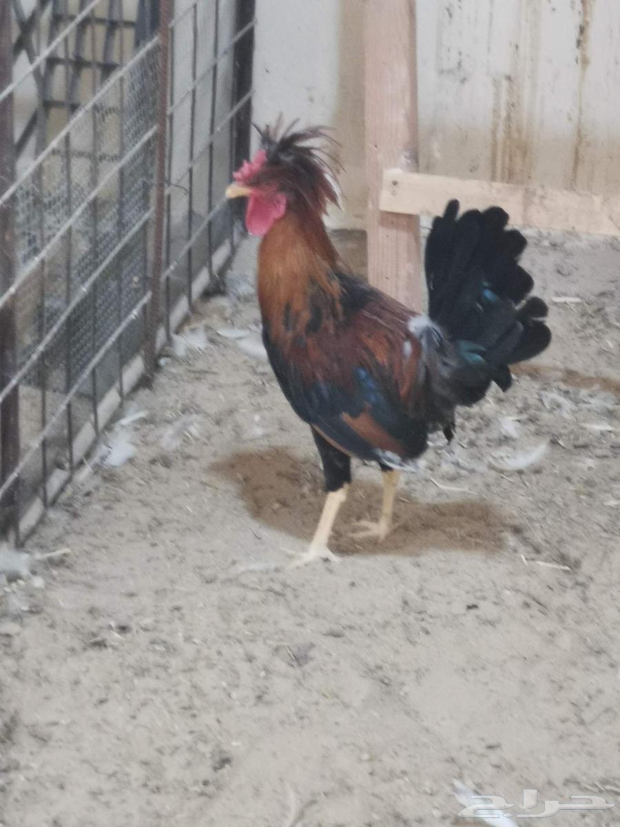 ديك بولش للبيع63699625926275111