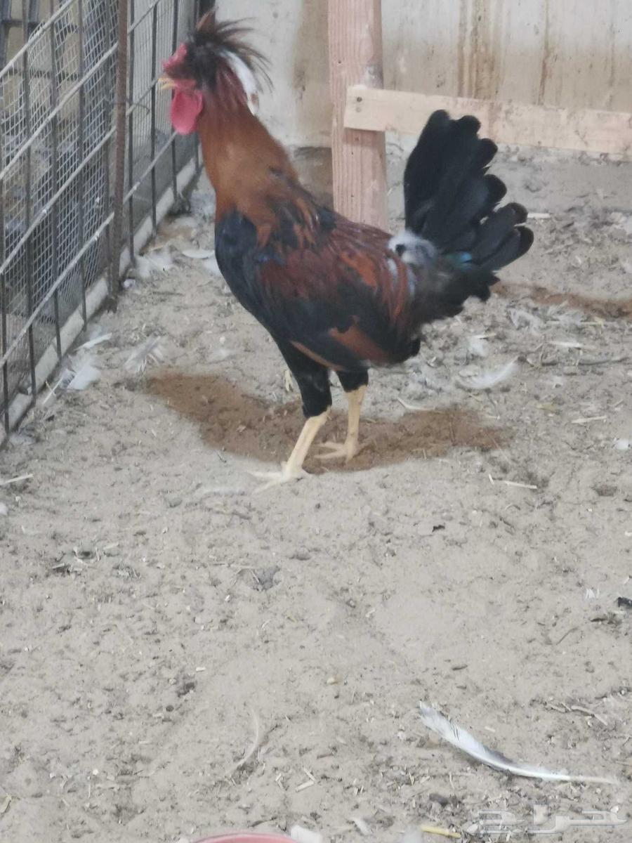 ديك بولش للبيع63699625926275113