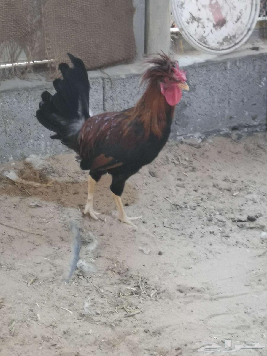 ديك بولش للبيع63699625926275114