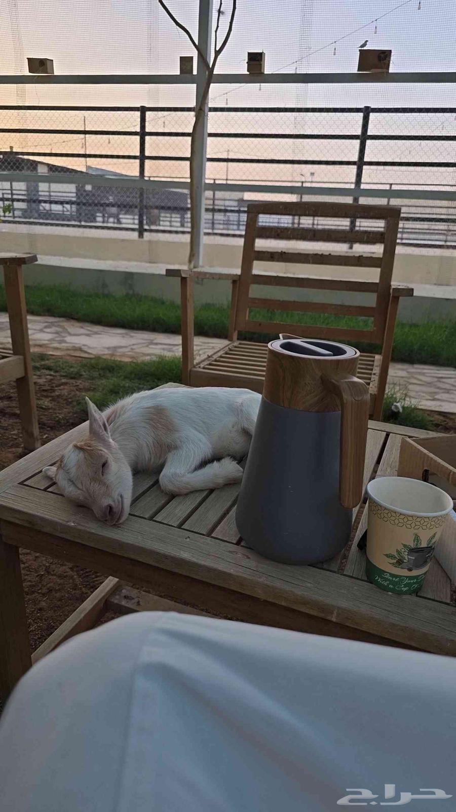 للبيع ماعز قزمي جفرة63656372846850113