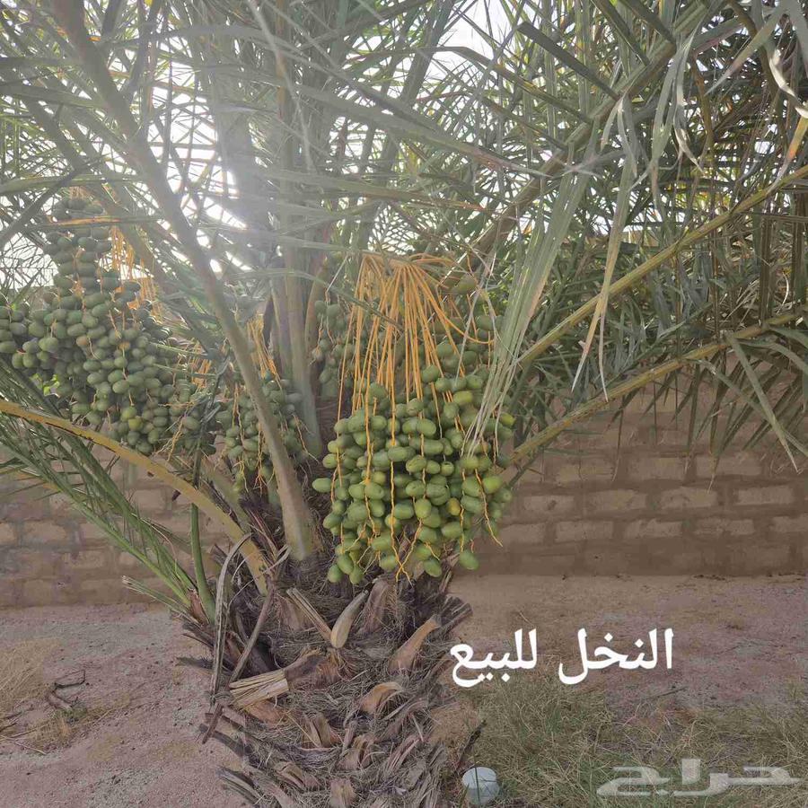 نخل للبيع العدد 20 .4سكري والباقي خلاص..الموقع القصيم دخن63699629947777110