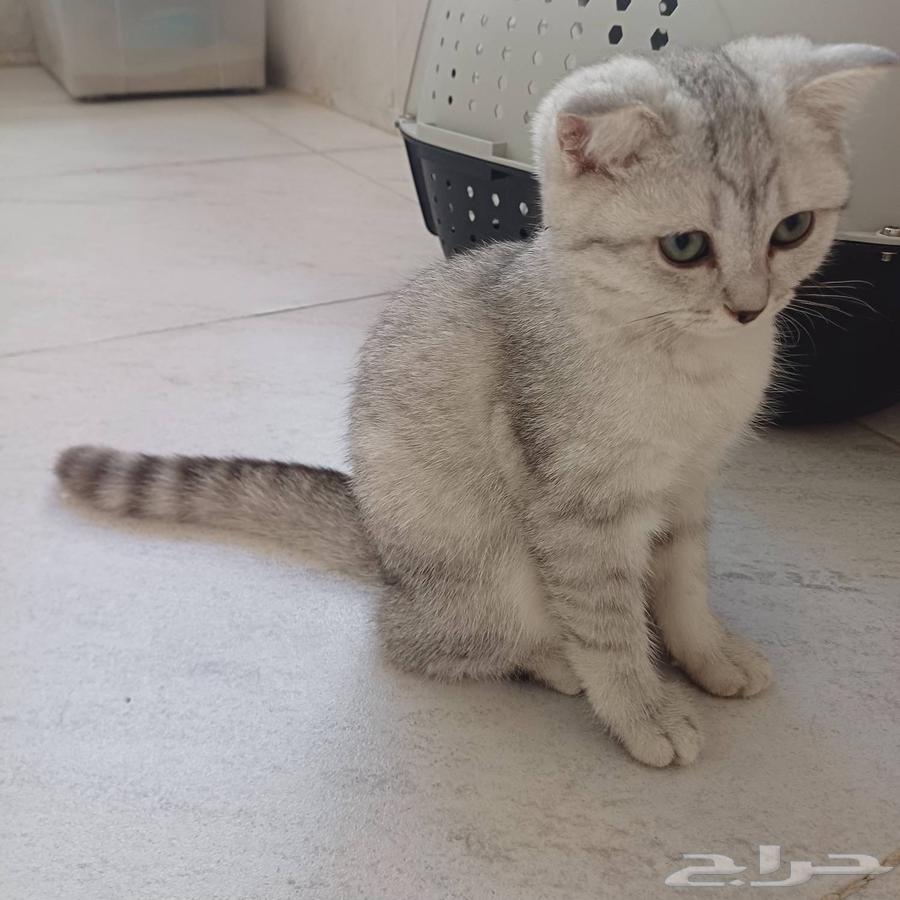 كتين قط اسكوتش فولد63699627920386111